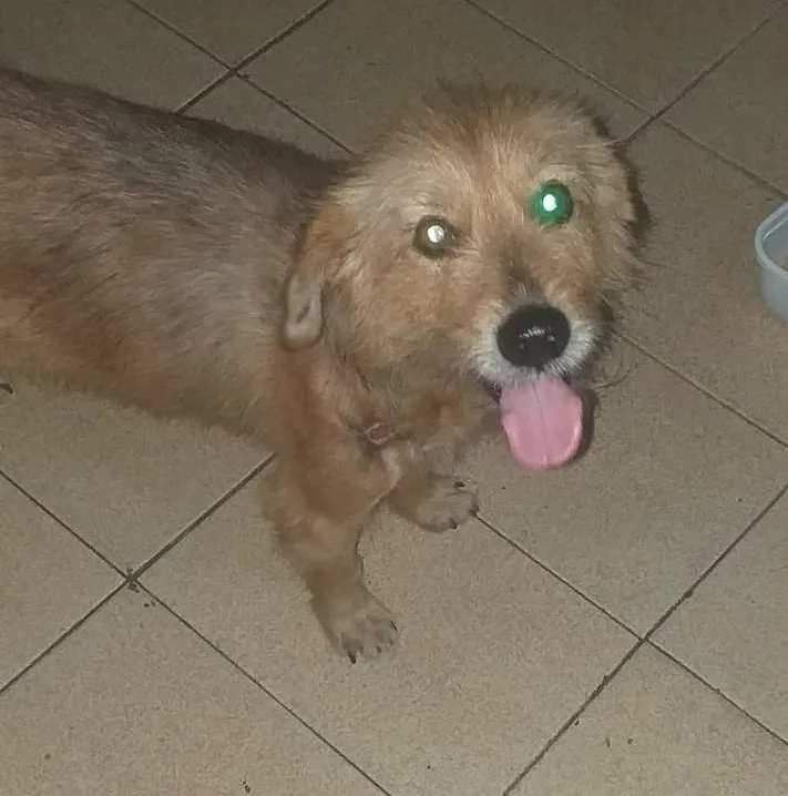 Paçoca é um cachorro dócil, porém se assusta facilmente