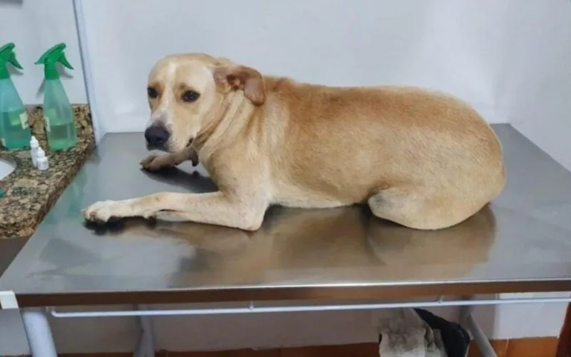 Na clínica veterinária foram feitos exames que comprovaram o estupro