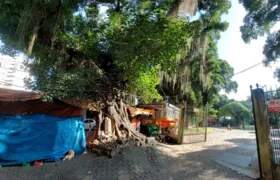 Árvores centenárias estão sob risco de queda e assustam moradores no Centro de Niterói