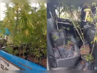 Homem é preso com plantação de maconha em Cabo Frio