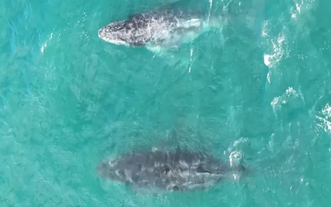 Os especialistas informaram que os animais fazem parte do fluxo migratório típico desta época do ano