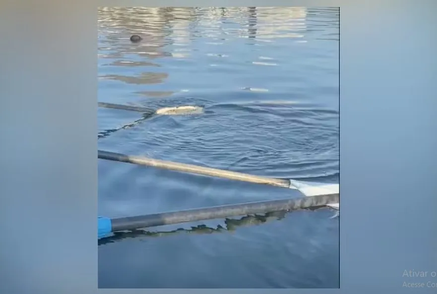 Remadores do Botafogo encontraram cadáver boiando na Lagoa Rodrigo de Freitas
