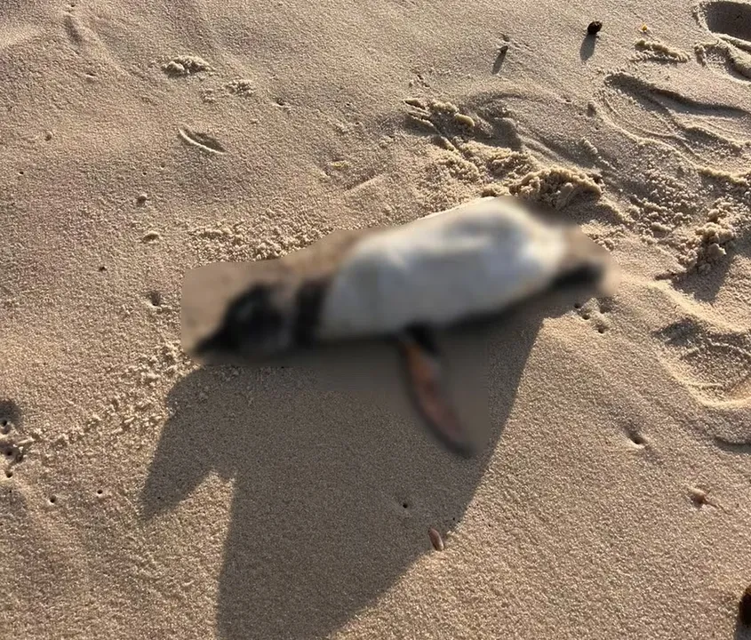Animais apareceram na Barra da Tijuca e no Recreio