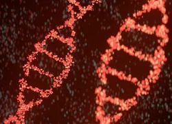 Os cientistas revelaram que as células bioimpressas responderam de forma eficaz à presença de glicose