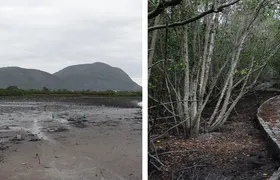 Dia do Meio Ambiente: projeto voluntário em Niterói recupera a vida no manguezal em Itaipu