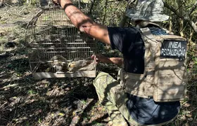 Inea resgata mão pelada e arara Canindé durante fiscalização realizada em Cabo Frio; Vídeo
