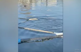 Remadores do Botafogo encontram corpo na Lagoa Rodrigo de Freitas