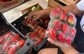 Sobremesa viral: Alta procura pelo "morango do amor" faz preço da fruta disparar em São Gonçalo