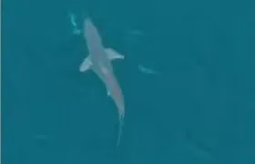 Visitante ilustre: tubarão é flagrado em alto-mar em Arraial do Cabo