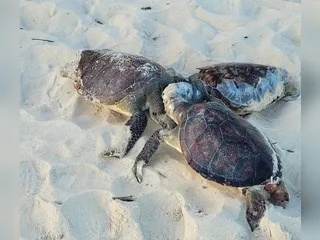 16 tartarugas aparecem mortas na praia de Camboinhas, em Niterói
