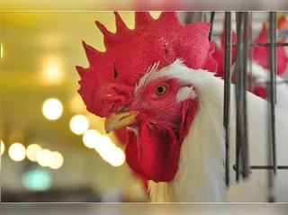 China, União Europeia e Argentina decidem suspender compras de frango do Brasil