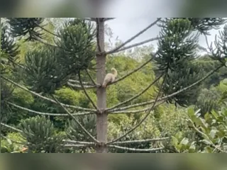 Irara branca rara é vista em Visconde de Mauá, no RJ; Vídeo