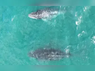 Jubartes são vistas próximas a costa de Arraial do Cabo