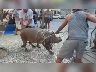 Porca atrapalha missa na Catedral Metropolitana do Rio e é resgatada