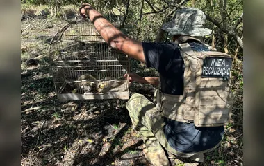 Inea resgata mão pelada e arara Canindé durante fiscalização realizada em Cabo Frio; Vídeo