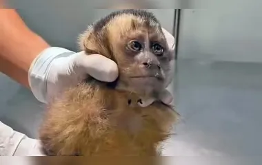 Macaca-prego corre risco de paraplegia após ser baleada na Zona Sul do Rio