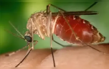 Rio confirma mais duas mortes por febre do Oropouche