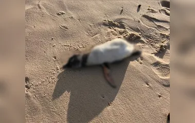 Três pinguins são encontrados mortos em praias do Rio de Janeiro