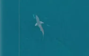 Visitante ilustre: tubarão é flagrado em alto-mar em Arraial do Cabo