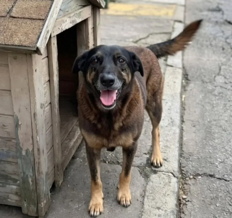 Orelha foi espancado e acabou submetido a eutanásia