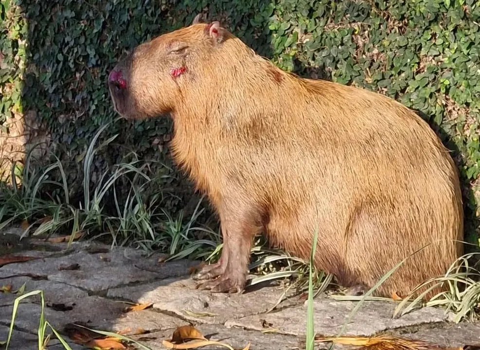 A capivara foi resgatada e encaminhada para atendimento