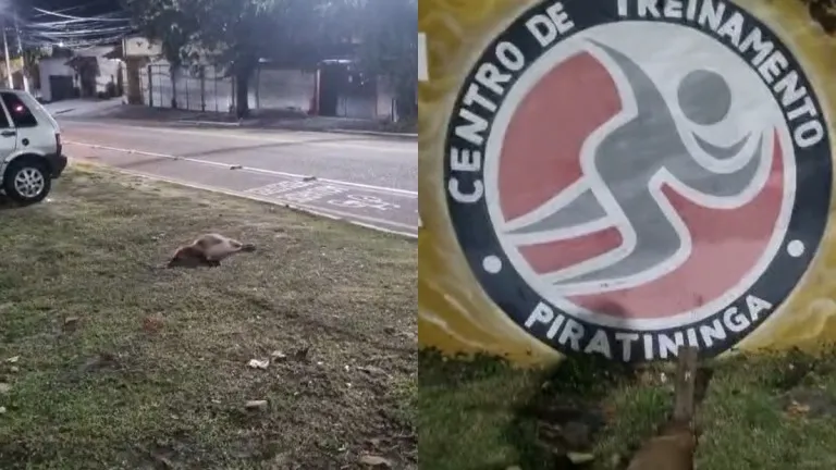 Morador denunciou a morte dos animais e cobrou ação da Prefeitura de Niterói para que não ocorra mais acidentes