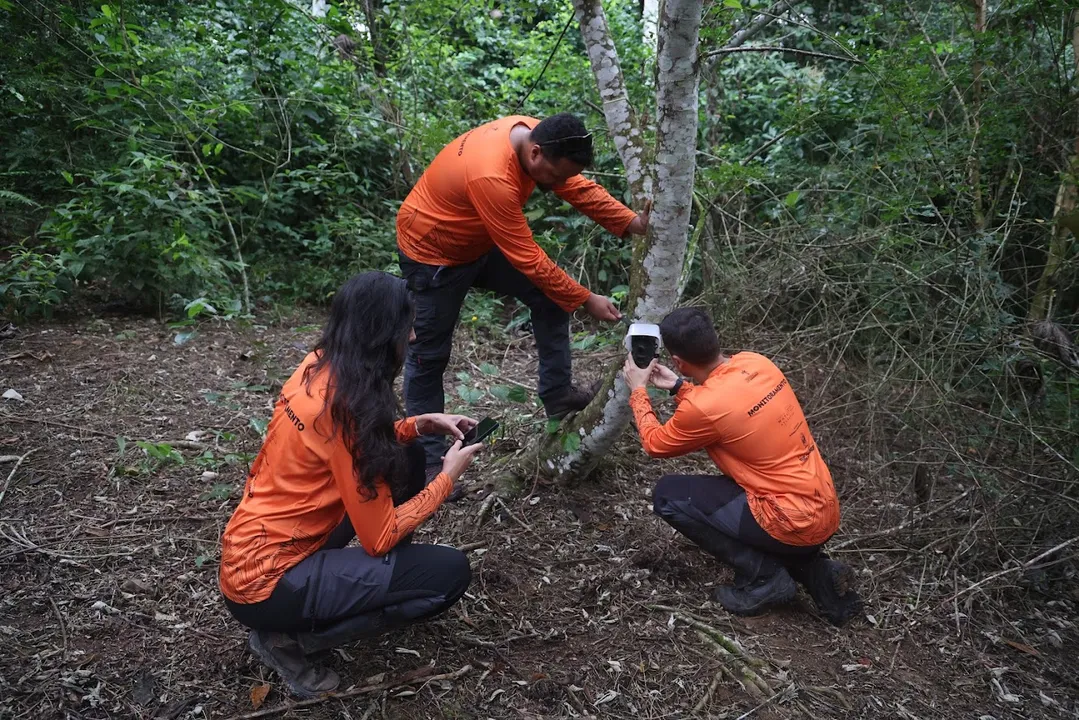 O monitoramento de fauna, realizado ao longo dos últimos meses, mostra a presença de espécies de médio e grande porte utilizando as áreas restauradas