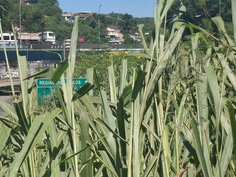 A vegetação elevada toma conta de trechos próximos ao Centro de Polícia Técnica (CPT)