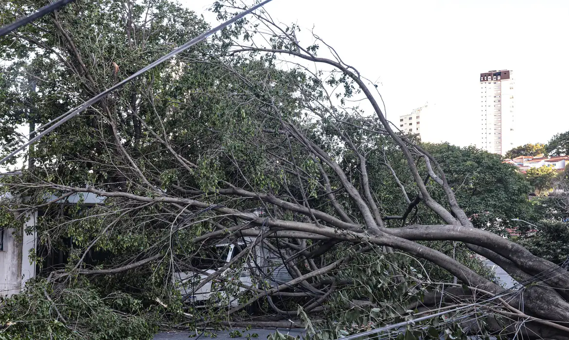 A árvore era enorme, com muitos galhos, e acabou ocupando toda a rua