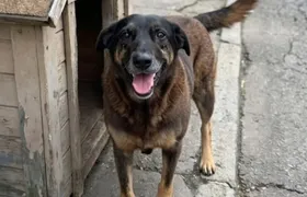 Agressão e morte de cão comunitário gera comoção e leva #JustiçaPorOrelha aos trending topics