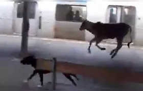 Bezerro invade estação de trem de Japeri, entra em vagão e surpreende passageiros