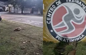 Duas capivaras são encontradas mortas em Piratininga