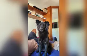 Família oferece recompensa por cadela desaparecida em Tribobó