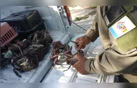 Guarda Ambiental apreende caranguejos comercializados irregularmente na Praia de Itaipu