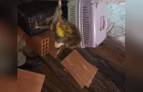 Guarda Ambiental de Niterói resgata ouriço-cacheiro no bairro de Itaipu