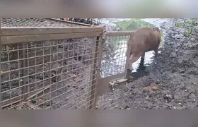 Guarda Municipal de Niterói reintegra capivara resgatada em área de proteção ambiental