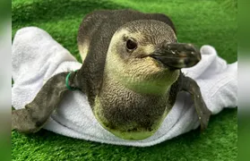 Instituto Albatroz resgata pinguins em praias de Cabo Frio, Búzios e Arraial do Cabo (RJ)
