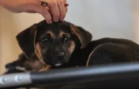 Lei define guarda compartilhada de pets; veja detalhes