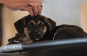 Lei define guarda compartilhada de pets; veja detalhes