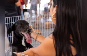 Maricá promove primeira Feira de Adoção de Cães e Gatos de 2026 neste sábado (10)