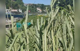 Mato alto compromete visibilidade e aumenta risco de acidentes na RJ-104, em Tribobó