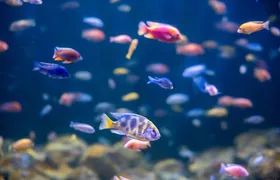 Personagens marinhos ganham vida em teatro de fantoches no AquaRio para animar as férias de julho