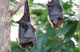 Saúde de Niterói confirma vírus da raiva em morcego encontrado morto no Engenho do Mato