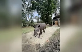 A anta já tem nome: público escolhe novo morador do BioParque do Rio