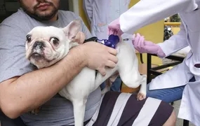 Ação Animal chega ao Horto do Barreto neste sábado (27)
