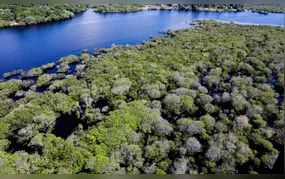 Alertas de desmatamento na Amazônia caem 35% em junho de 2026