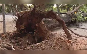 Árvore cai sobre carro durante chuva forte no Rio de Janeiro