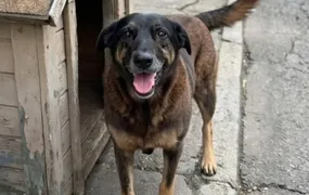 MP de Santa Catarina diz que cão Orelha não foi morto por adolescentes