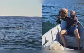 Baleia Jubarte fica presa em rede de pesca e 'pede ajuda' a pessoas que estavam no mar de Niterói