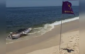 Baleia-jubarte é encontrada morta na Praia de Itaipuaçu, em Maricá